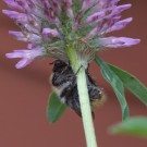 Ackerhummel übernachtet in Rotkleeblüte 2, 25. Mai 2015
Hochgeladen am 25.05.2015 von Petra