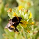 Gerettete Erdhummel in Schlüsselblume, 5. Mai 2014
Hochgeladen am 05.05.2014 von Petra