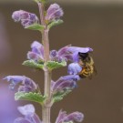 Wildbienen in Katzenminze, 27. Mai 2015
Hochgeladen am 27.05.2015 von Petra