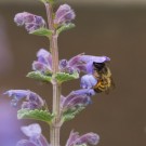 Wildbienen in Katzenminze, 27. Mai 2015
Hochgeladen am 27.05.2015 von Petra