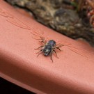 Wildbienenmännchen ruht sich aus, 27. Mai 2015
Hochgeladen am 27.05.2015 von Petra