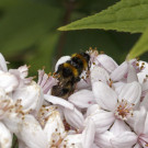 Gartenhummel, Paarung in Deutzie, 4. Juni 2022.
Hochgeladen am 04.06.2022 von Petra