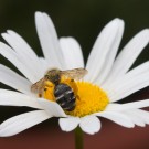 Wildbiene sammelt Pollen auf Wiesenmargerite II, 28. Mai 2015
Hochgeladen am 28.05.2015 von Petra