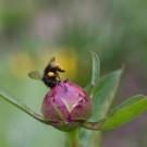 Wiesenhummelarbeiterin wird vom Wind von der Pfingstrose geweht, 28. Mai 2015
Hochgeladen am 28.05.2015 von Petra