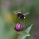 Die Wiesenhummelarbeiterin wird vom heftigen Wind in der Luft "festgehalten", 28. Mai 2015
Hochgeladen am 28.05.2015 von Petra