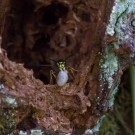 Raus damit: Gemeine Wespe (Vespula vulgaris) mit Puppe am Nestausgang, 5. Oktober 2016
Hochgeladen am 10.10.2016 von Petra