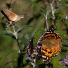 Taubenschwänzchen und Distelfalter an Sommerflieder, 27. September 2018
Hochgeladen am 18.08.2020 von Petra