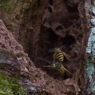 Flugverkehr bei den Gemeinen Wespen (Vespula vulgaris), 7. Oktober 2016
Hochgeladen am 10.10.2016 von Petra