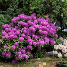 Rhododendron in Nahids Garten, 20. Mai 2015
Hochgeladen am 30.05.2015 von Petra