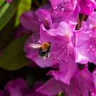 Baumhummelarbeiterin in Rhododendron, Langenhagen, 30. Mai 2015
Hochgeladen am 30.05.2015 von Petra