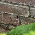 Erdhummel-Naturnest II, Langenhagen, 30. Mai 2015
Hochgeladen am 30.05.2015 von Petra