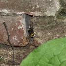 Erdhummel-Naturnest III, Langenhagen, 30. Mai 2015
Hochgeladen am 30.05.2015 von Petra