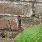 Erdhummel-Naturnest IV, Langenhagen, 30. Mai 2015
Hochgeladen am 30.05.2015 von Petra