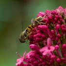 Schwebfliege versucht, sich aus den Fängen der Spinne zu befreien, 31. Mai 2015
Hochgeladen am 01.06.2015 von Petra