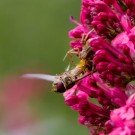 Schwebfliege kämpft um ihr Leben, 31. Mai 2015
Hochgeladen am 01.06.2015 von Petra