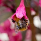 Eine Arbeiterin der Wiesenhummel sammelte ebenfalls in der Weigelie, 9. Mai 2014
Hochgeladen am 09.05.2014 von Petra