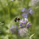 Wiesenhummel (Bombus pratorum) an Phacelie, 8. Juni 2022.
Hochgeladen am 08.06.2022 von Petra