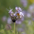 Steinhummel- und Ackerhummelarbeiterin auf Phacelie, 8. Juni 2022.
Hochgeladen am 08.06.2022 von Petra