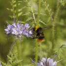 Wiesenhummeldrohn auf Phacelie, 8. Juni 2022.
Hochgeladen am 08.06.2022 von Petra