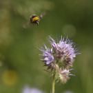 Drohn der Wiesenhummel fliegt Phacelienblüte an, 8. Juni 2022.
Hochgeladen am 08.06.2022 von Petra