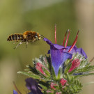 Männchen der Natternkopf-Mauerbiene? fliegt Echium vulgare an, 11. Juni 2022.
Hochgeladen am 11.06.2022 von Petra