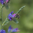 Weibchen und Männchen der Natternkopf-Mauerbiene?, 11. Juni 2022.
Hochgeladen am 11.06.2022 von Petra