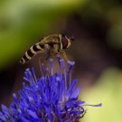 Schwebfliege verlässt Berg-Sandglöckchen, 28. Juni 2015
Hochgeladen am 28.06.2015 von Petra