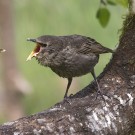 Hungriger Jungstar am 23. Mai 2020
Hochgeladen am 30.05.2020 von Petra