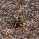 Garten-Wollbiene ? auf Balkon, 11. August 2014
Hochgeladen am 11.08.2014 von Petra