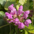 Garten-Wollbiene? in Kleiner Braunelle, 11. August 2014
Hochgeladen am 11.08.2014 von Petra