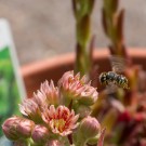 Garten-Wollbiene? fliegt Hauswurz an, 11. August 2014
Hochgeladen am 11.08.2014 von Petra