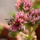 Garten-Wollbiene? landet auf Hauswurz, 11. August 2014
Hochgeladen am 11.08.2014 von Petra