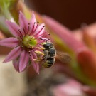 Garten-Wollbiene? in Hauswurz, 11. August 2014
Hochgeladen am 11.08.2014 von Petra