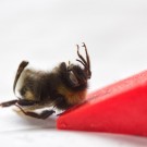 Tote Dunkle Erdhummel mit hellen Augen, 22. Juli 2015
Hochgeladen am 22.07.2015 von Petra