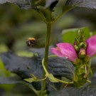Ackerhummel im Anflug auf noch unbekannte Plfanze, Rosengarten Pinneberg, 13. August 2014
Hochgeladen am 18.08.2014 von Petra