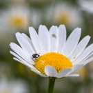 Mskenbienenmännchen auf Gartenmargerite, 10. Juni 2015
Hochgeladen am 10.06.2015 von Petra