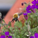 Ackerhummelarbeiterin stürzt sich auf die nächste Blaukissenblüte, 10. Juni 2015
Hochgeladen am 10.06.2015 von Petra