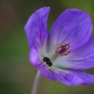 Maskenbienenweibchen in Blüte des Storchschnabels "Rozanne", 18. August 2014
Hochgeladen am 18.08.2014 von Petra