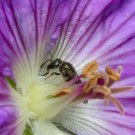 Eine Furchenbiene? in Blüte des Storchschnabels "Rozanne", 18. August 2014
Hochgeladen am 18.08.2014 von Petra