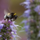 Erdhummel auf Agastache "Blue Fortune" fliegt trotzt Windböen, 18. August 2014
Hochgeladen am 18.08.2014 von Petra