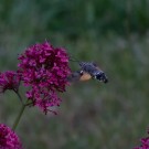 Taubenschwänzchen an Roter Spornblume I, 11. Juni 2015
Hochgeladen am 11.06.2015 von Petra