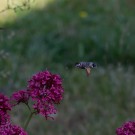 Taubenschwänzchen an Roter Spornblume II, 11. Juni 2015
Hochgeladen am 11.06.2015 von Petra