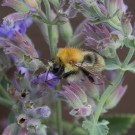 Akrobat Ackerhummeldrohn auf Katzenminzeblüte, 18. August 2014
Hochgeladen am 18.08.2014 von Petra