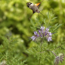 Ein Taubenschwänzen über eine Phacelienblüte, 19. Juni 2022.
Hochgeladen am 19.06.2022 von Petra