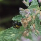 Unter diesem Blatt der Katzenminze will die Gartenhummel der Gewitternacht trotzen, 5. Juli 2015
Hochgeladen am 05.07.2015 von Petra