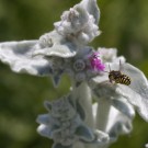 Wollbiene an Wollziest im Kurpark Bad Eilsen, 12. Juni 2015
Hochgeladen am 13.06.2015 von Petra