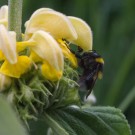 Gartenhummel an??? in Rhaden-Varl, 13. Juni 2015
Hochgeladen am 14.06.2015 von Petra