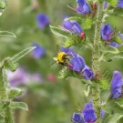 Wiesenhummeldrohn am Natternkopf in Rhaden-Varl, 13. Juni 2015
Hochgeladen am 14.06.2015 von Petra