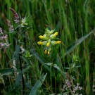 Unbekannte Pflanze im Naturschutzgebiet Schnakenpohl, 13. Juni 2015
Hochgeladen am 14.06.2015 von Petra
