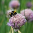 Erdhummel auf Schnittlauch im Garten von Martin in Varl, 13. Juni 2015
Hochgeladen am 14.06.2015 von Petra